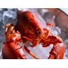 HOMARD CUIT 350gr.